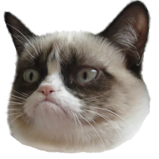 myCats Telegram sticker pack