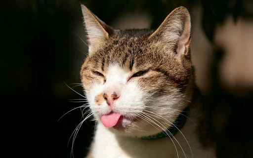 Grumpy Cat sticker 5