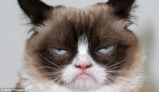 Grumpy Cat sticker 6