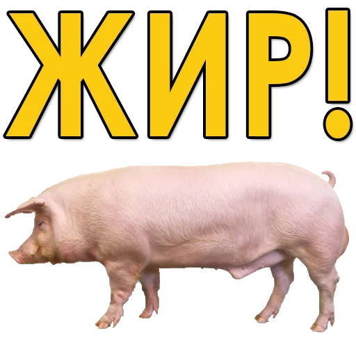 ЖИР bet | @jirbet sticker 4