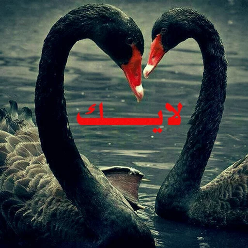 قاطی پاطی sticker 6