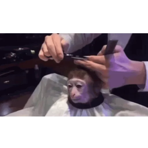 Monkey Haircut Telegram sticker pack