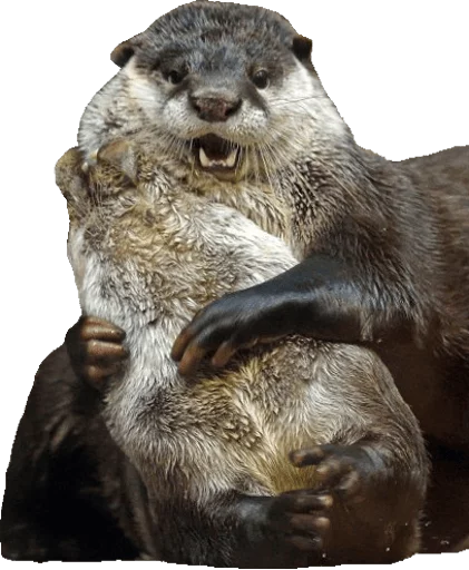 Otters Gotta Ott 2 Telegram sticker pack