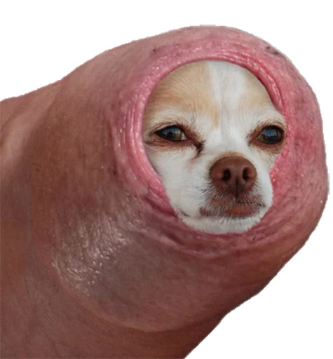 Penis Telegram sticker pack