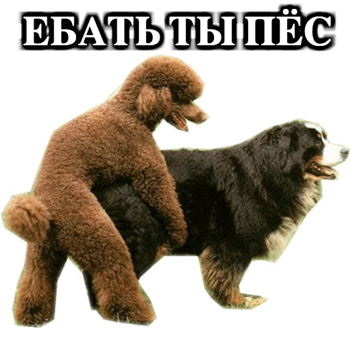 pyos sticker 5