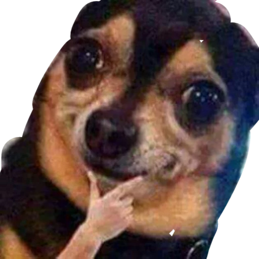 Wassapp sticker 12