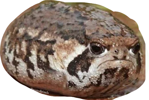 Wassapp sticker 5